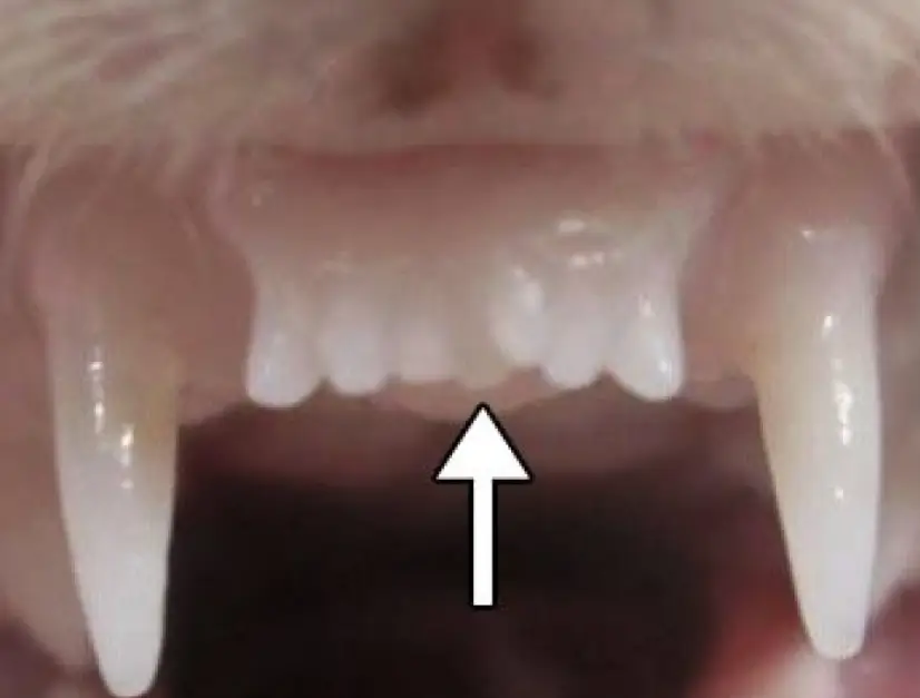 إعادة نمو الأسنان المفقودة لبعض القوارض بواسطة الدواء الذي تطوره شركة أدوية يابانية